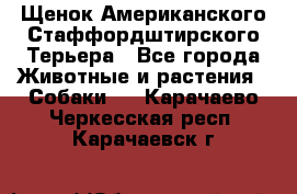 Щенок Американского Стаффордштирского Терьера - Все города Животные и растения » Собаки   . Карачаево-Черкесская респ.,Карачаевск г.